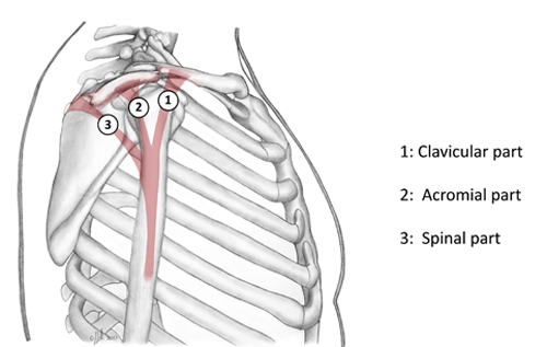 BS1SALateral approach shoulder 3.jpg